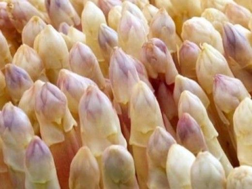 image of the purply tips of white asparagus