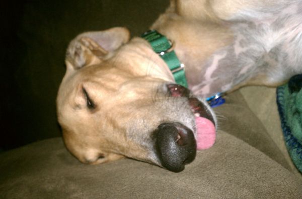 image of Brewster asleep with his tongue hanging out