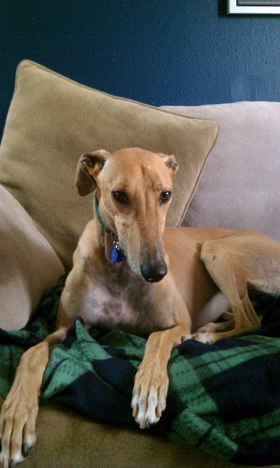 image of Brewster the fawn greyhound lying on the couch, chilling