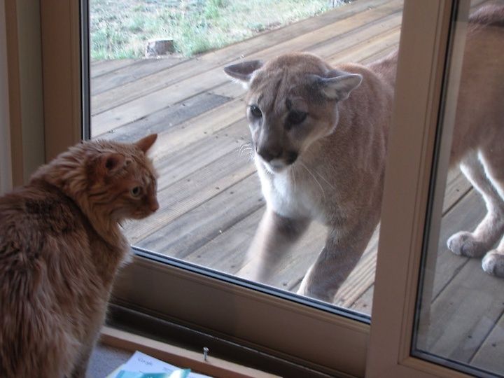image of mountain lion looking through glass door at housecat