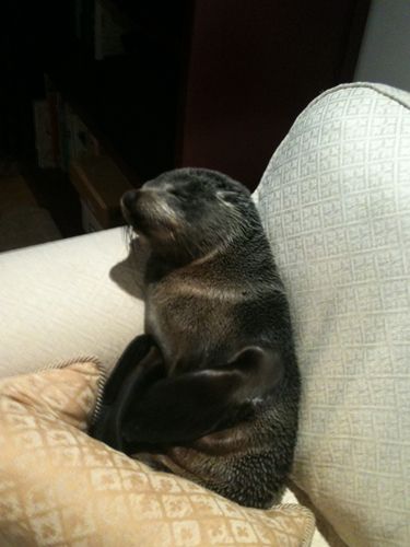 photo of a baby seal, asleep on a couch