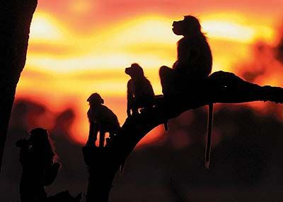 image of baboon troop at sunset