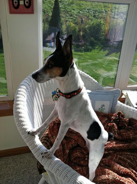 Rory, a rat terrier, stands on a wicker chair on a porch, the queen of all she surveys