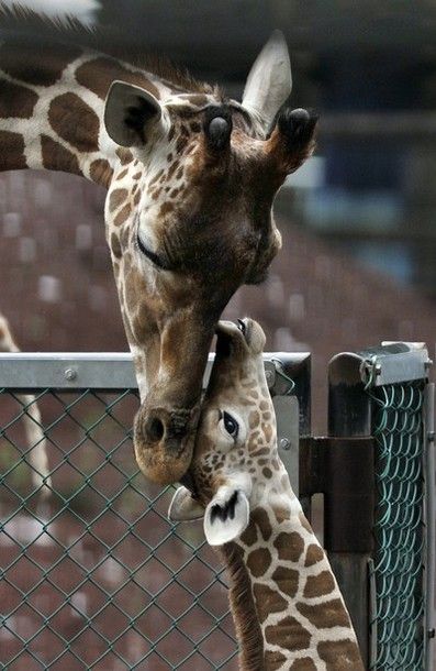 image of mother giraffe nuzzling her baby