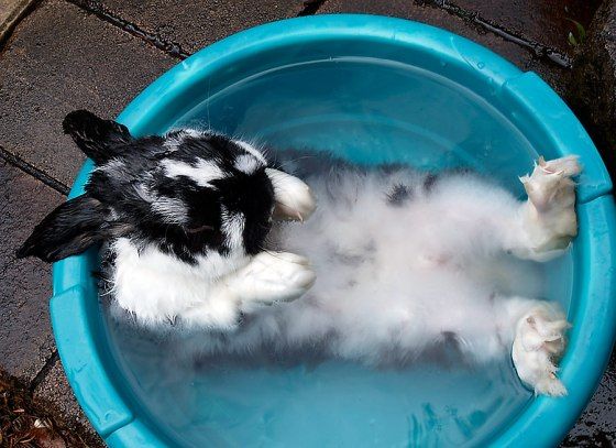 image of a bunny taking a bath in a bucket