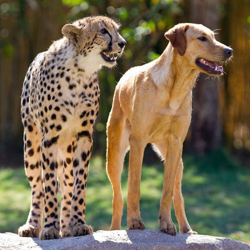 image of a cheetah and a golden lab standing beside each other, grinning
