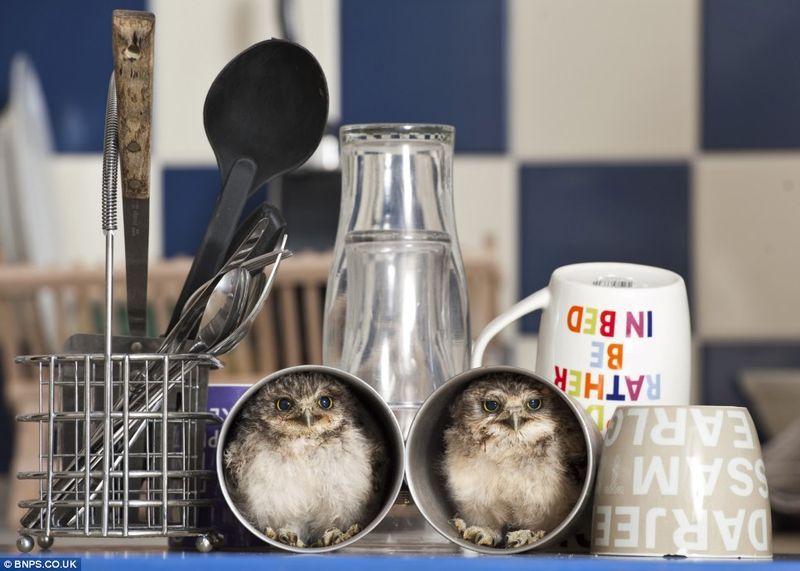 image of two baby owls huddled up in tin cups in a kitchen
