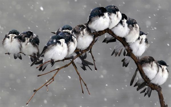 image of small birds sitting together on a branch in a snow storm