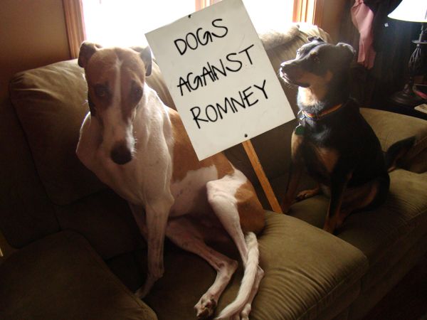image of Dudley and Zelda on the sofa with a sign between them reading 'Dogs Against Romney'