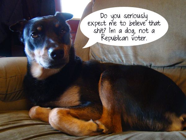 image of Zelda lying on the couch saying: 'Do you seriously expect me to believe that shit? I'm a dog, not a Republican voter.'