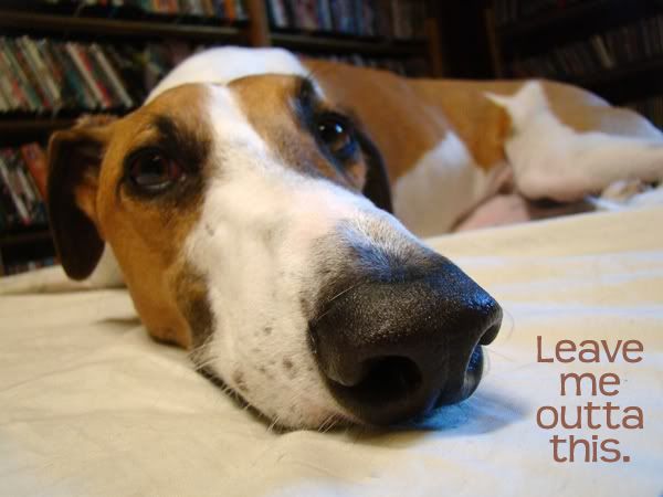 image of Dudley the Greyhound with impossibly long nose saying 'Leave Me Outta This'