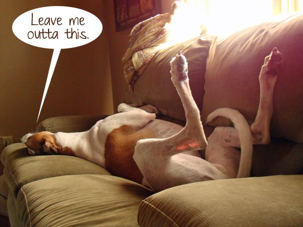 image of Dudley the Greyhound lying on his back on the couch with his legs in the air; he is saying 'Leave me outta this.'