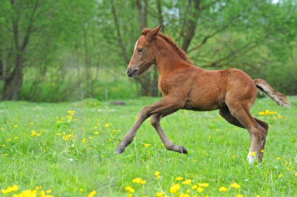 image of a foal galloping through a field of wildflowers