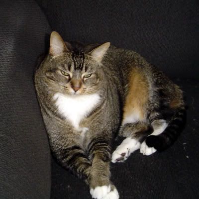 image of Jimmy, a Maine Coon mix, sitting on a black chair