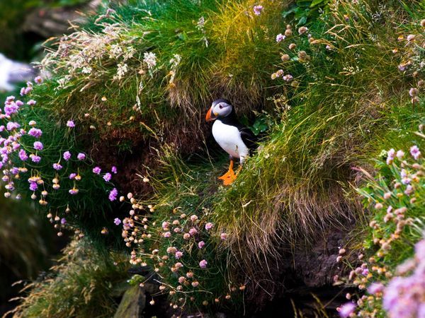 a puffin, tucked in the grass on a Scottish cliffside
