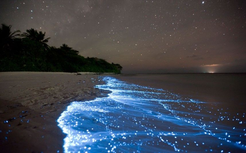 image of a beach upon which bioluminescent plankton are washing ashore