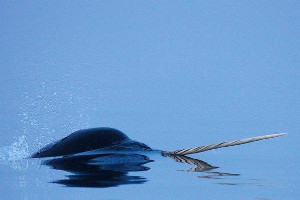 image of a narwhal just barely breaching the surface of the sea