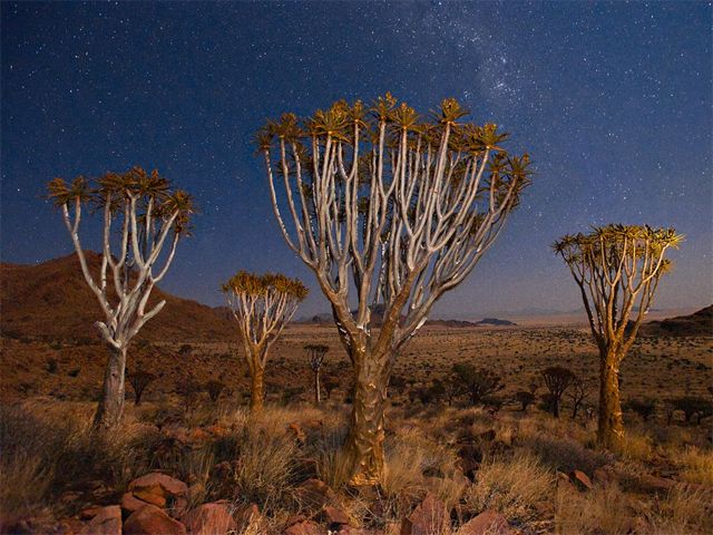 images of trees in a desert, in front of a starry night sky