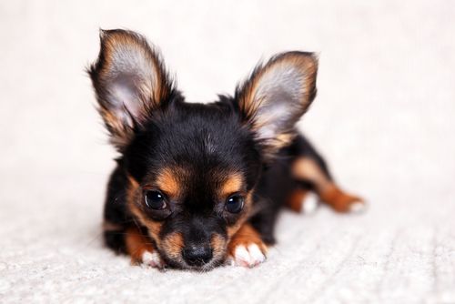 image of a tiny chihuahua puppy with giant ears
