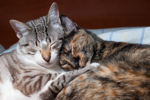 image of two cats cuddling while sleeping