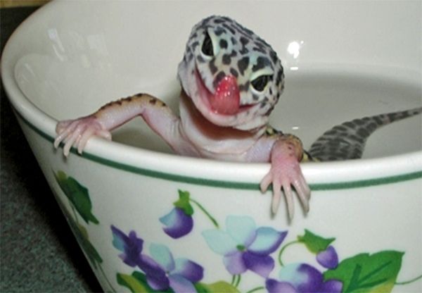 image of a smiling lizard in a teacup, licking its nose