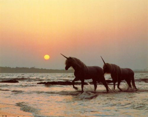 image of two unicorns walking on a beach at sunset