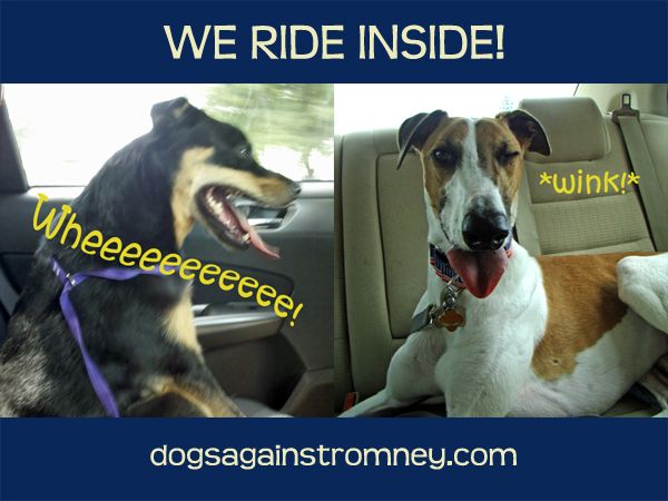 images of Dudley and Zelda riding inside cars, labeled 'WE RIDE INSIDE! dogsagainstromney.com'