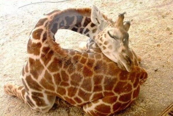 image of a sleepy giraffe