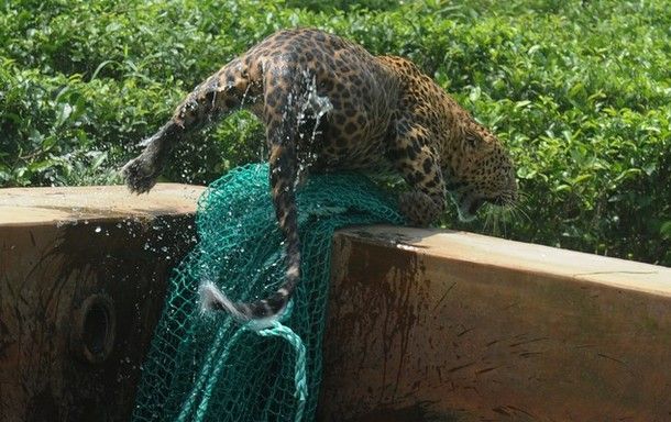 the wet leopard climbs to safety over the edge of the reservoir