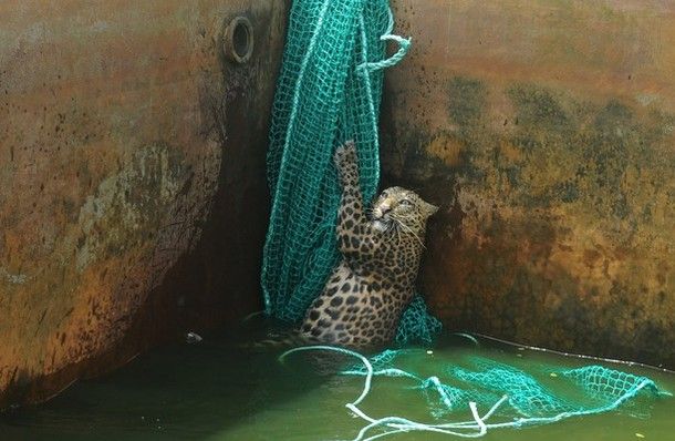 the leopard clings to the net, looking a bit freaked out