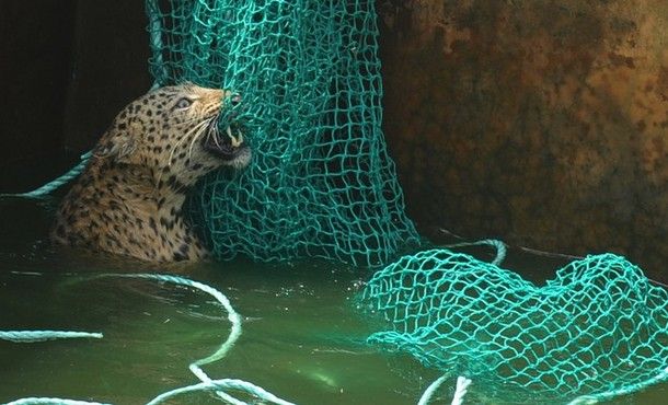 the leopard, neck-deep in water, grabs the net with its teeth