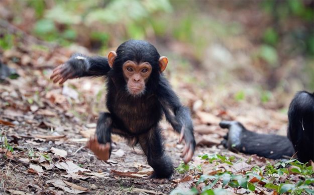 image of a baby chimp taking its first unsteady steps