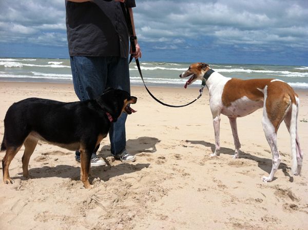 image of Dudley and Zelda standing on the beach