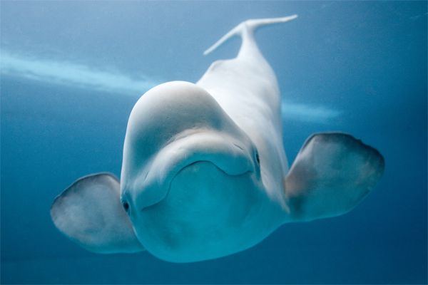 image of a 'grinning' Beluga Whale