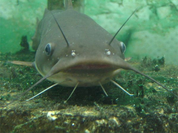 image of a catfish