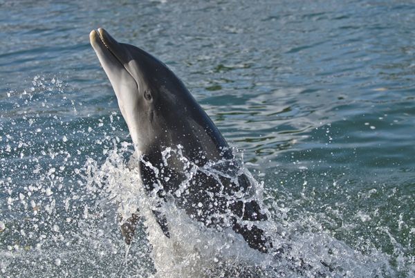 image of a breaching dolphin