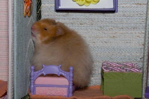 image of a sleepy hamster in a little dollhouse bed