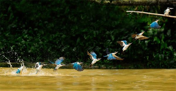 image capturing a kingfisher's flight sequence as it swoops from water up to a branch