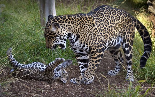 a jaguar cub lies on its back batting at hir mother while she stands over him