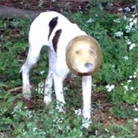 image of a white dog in a forested area with a jar stuck on its head