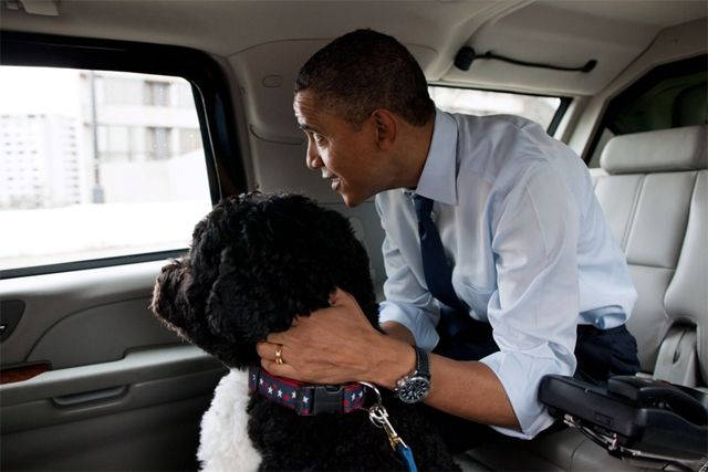 image of President Obama riding with his dog Bo in a limo; they are looking out the window together