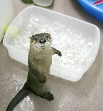 otter.png
