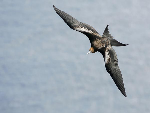 image of a black and brown seabird in flight