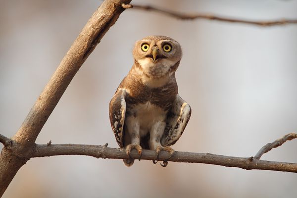 image a brown owlet sitting on a branch, making a funny owlly face