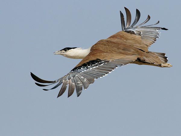image of a black, brown, and white seabird with curling wing feathers in flight