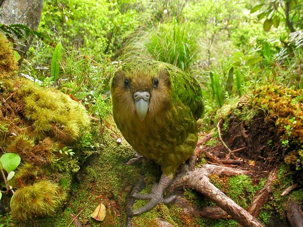 image of a small colorful bird nearly camouflaged by its lush habitat