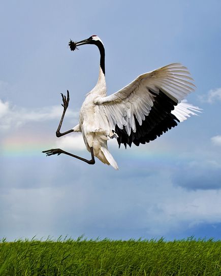 image of a black and white crane leaping in the air in a mating display