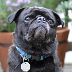 headshot of black pug