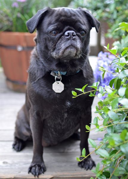 image of Starbuck the black pug with a disapproving expression
