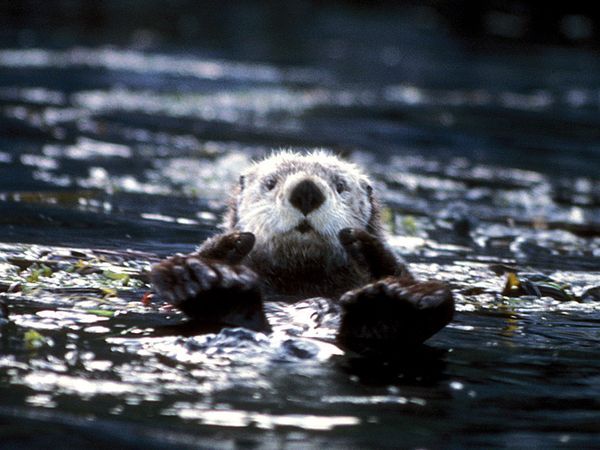 image of a sea otter floating on its back on the water's surface